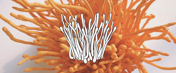 CORDYCEPS TINCTURE