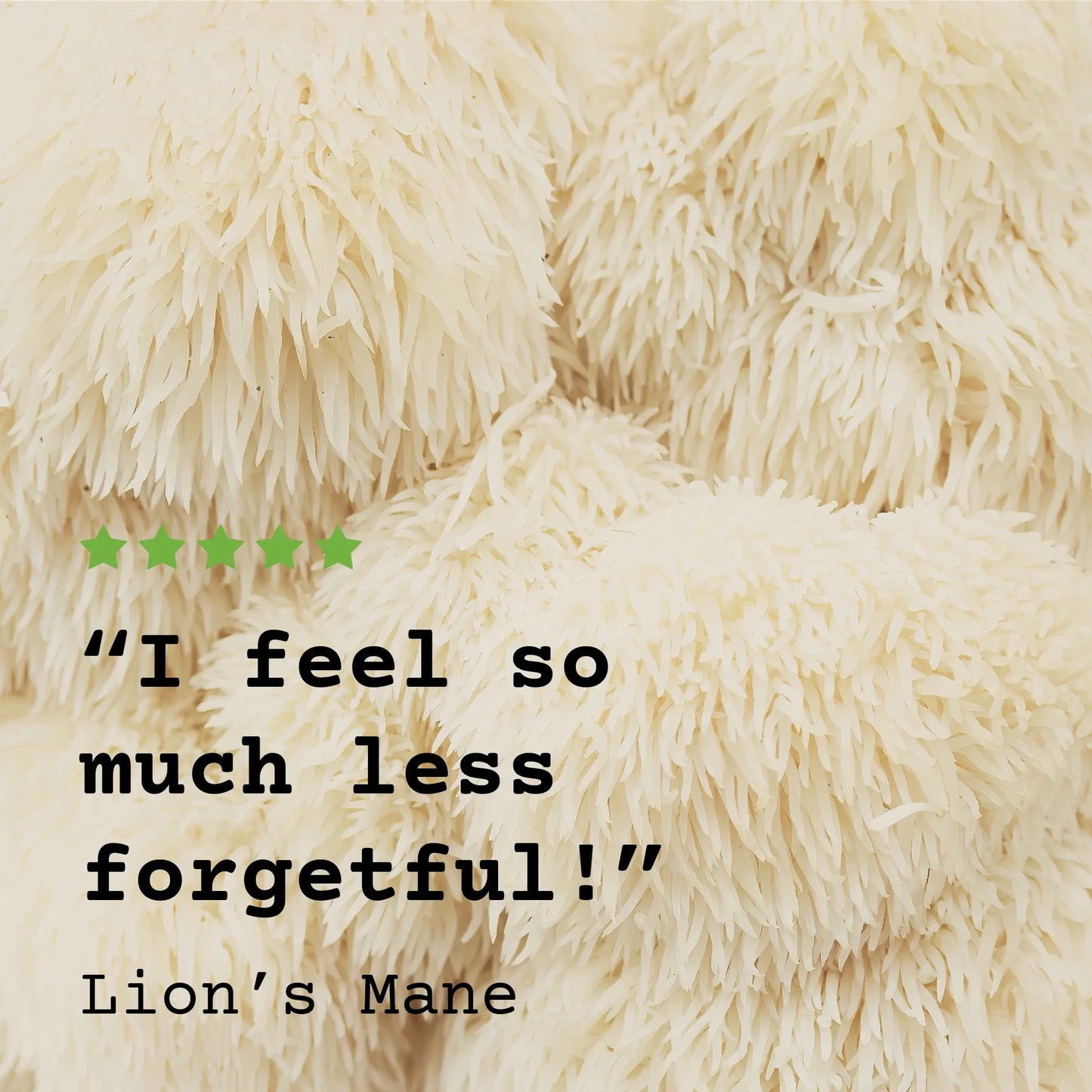 High Strength Lion’s Mane Mushroom Tincture