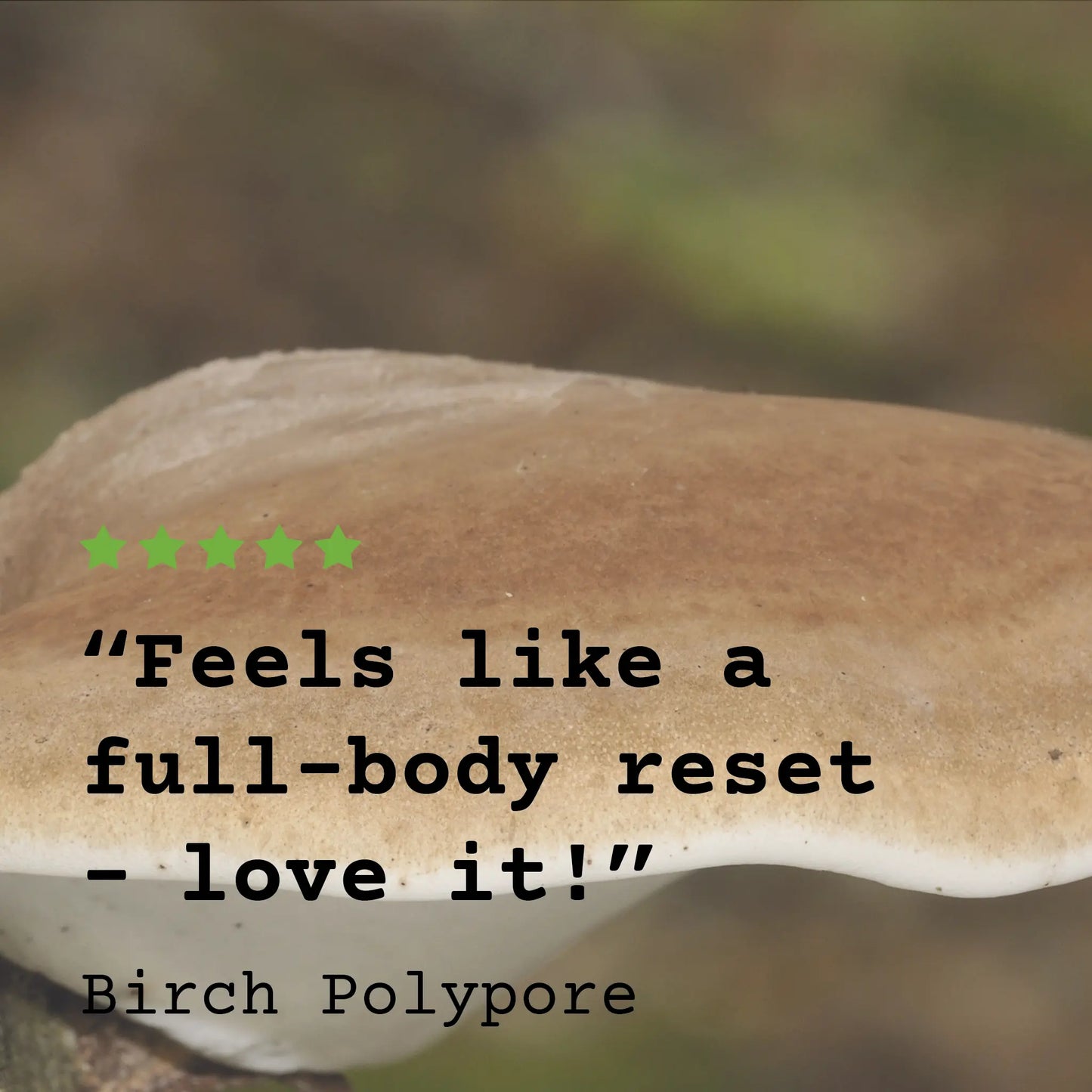 High Strength Birch Polypore Mushroom Tincture