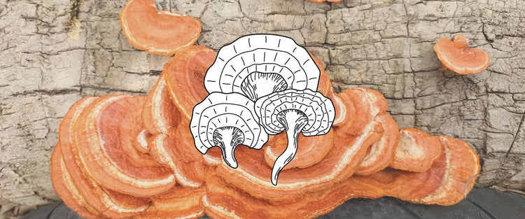 REISHI
