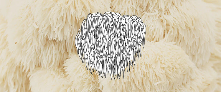 LION’S MANE