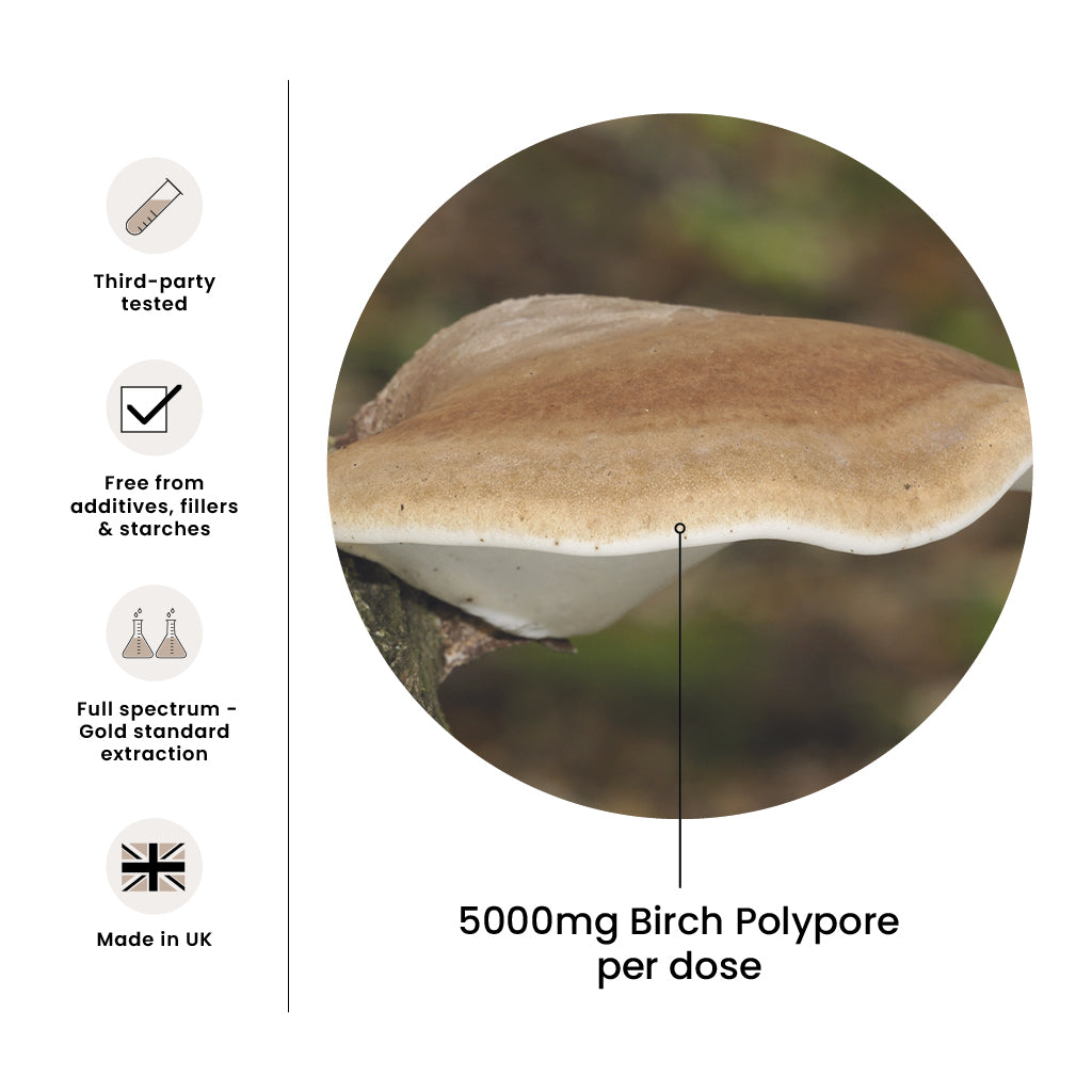 High Strength Birch Polypore Premium Mushroom Tincture Liquid Extract